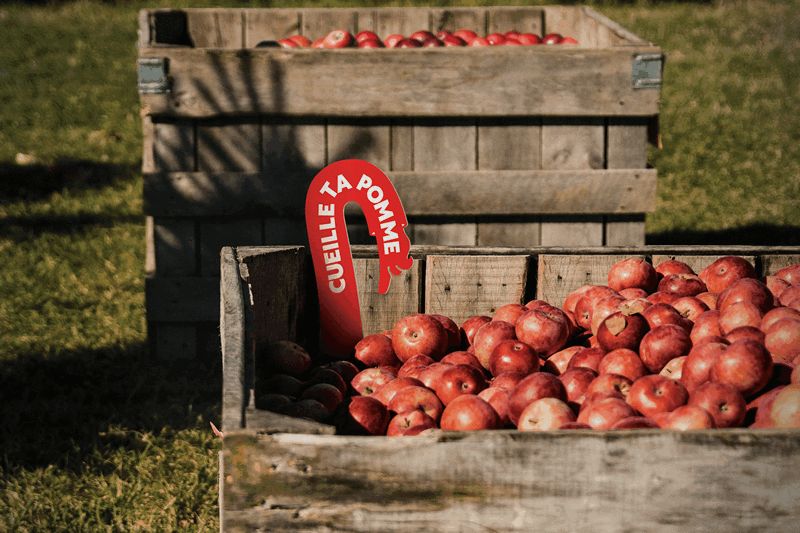 Cueille ta pomme : la saison des vergers s’ouvre en Estrie